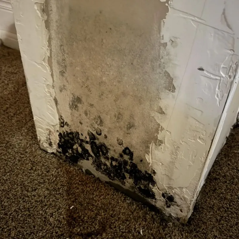 Professional Mold Removal in Mount Vernon, IL